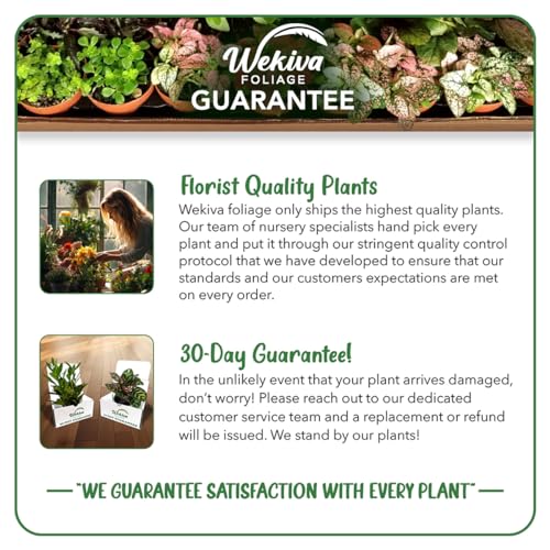 4 Live Starter Pineapple Plants K481
