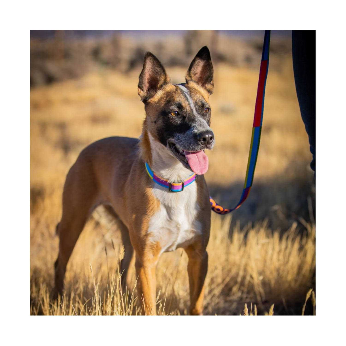GoodDog Collar B379424