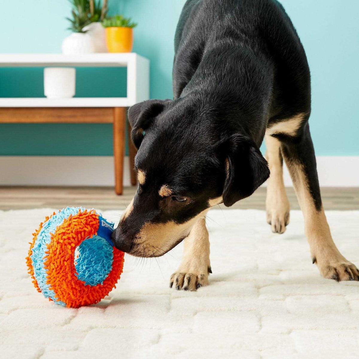 Indoor Roller Dog Toy O92606