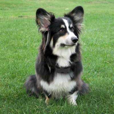 No Bark Collar L21108