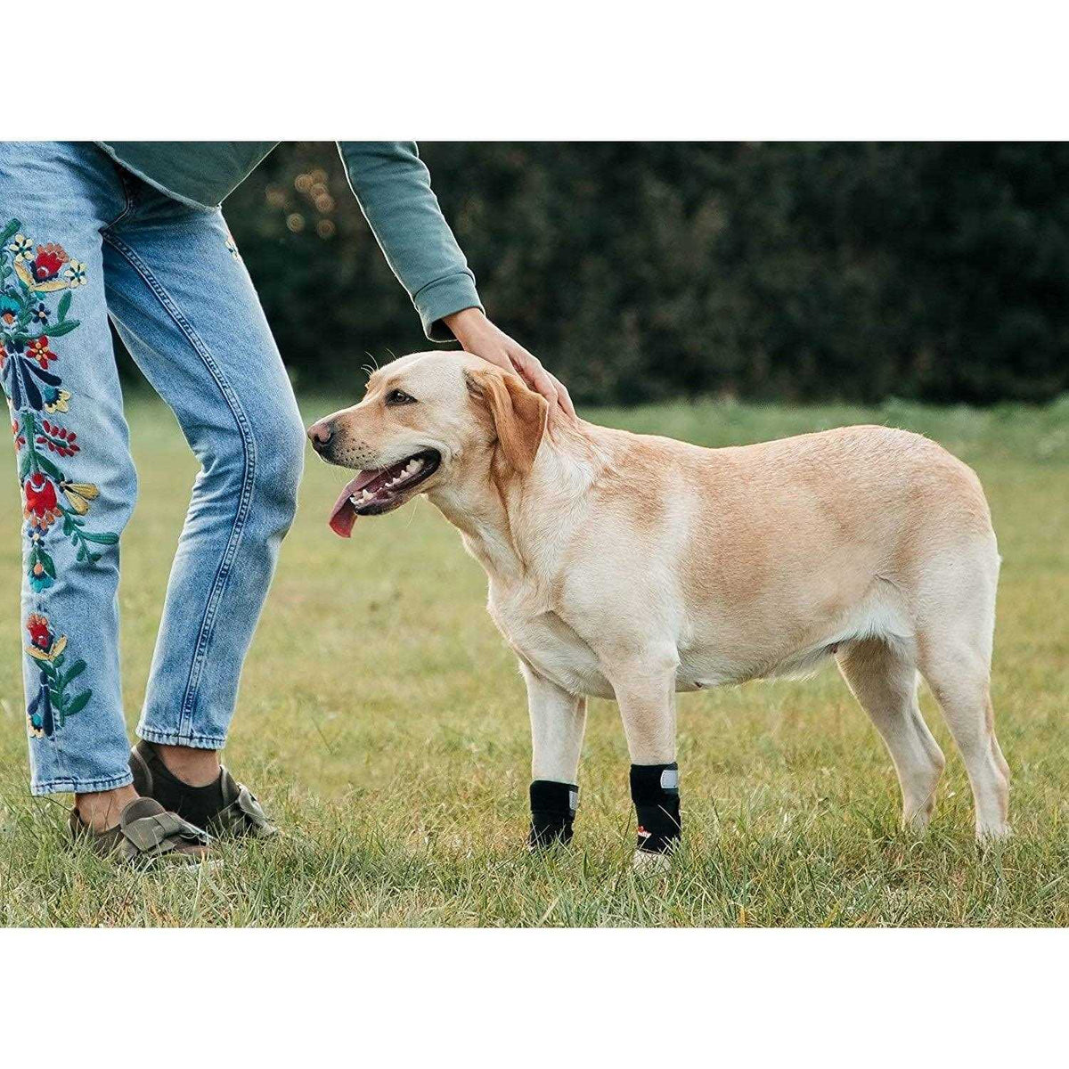 3-in-1 Dog Front Leg Brace with Rigid and Spring Inserts I293329