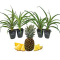 4 Live Starter Pineapple Plants K481