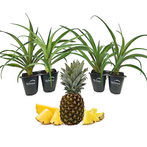 4 Live Starter Pineapple Plants K481