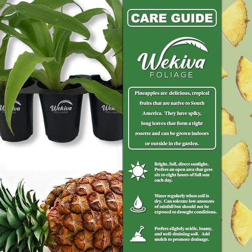 4 Live Starter Pineapple Plants K481