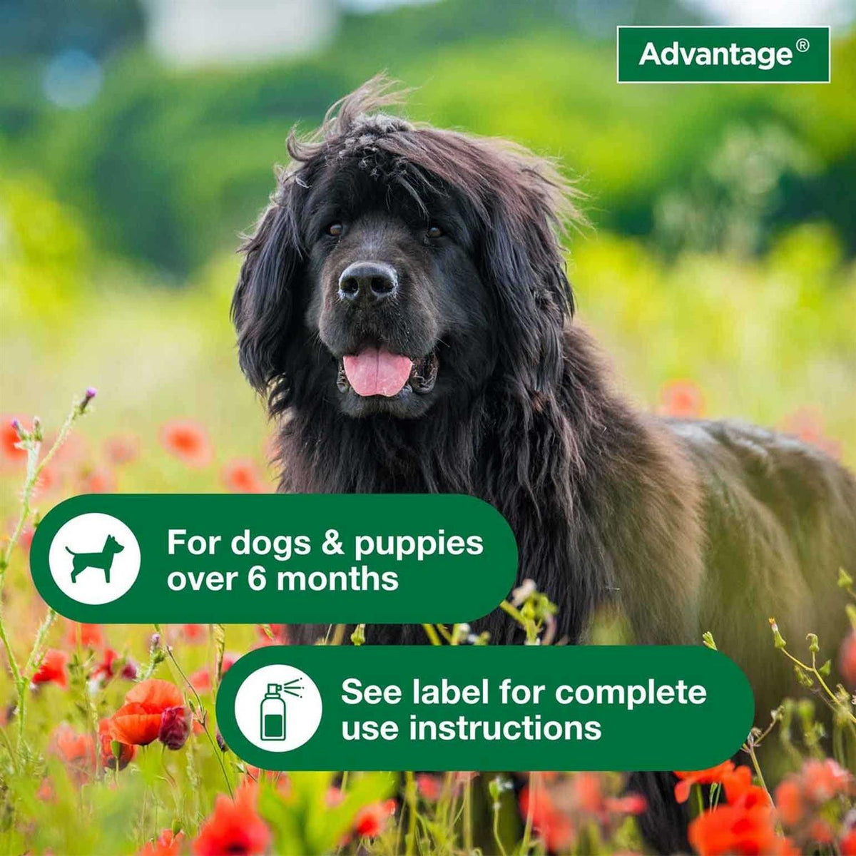 Flea & Tick Treatment Spray for Dogs S30611