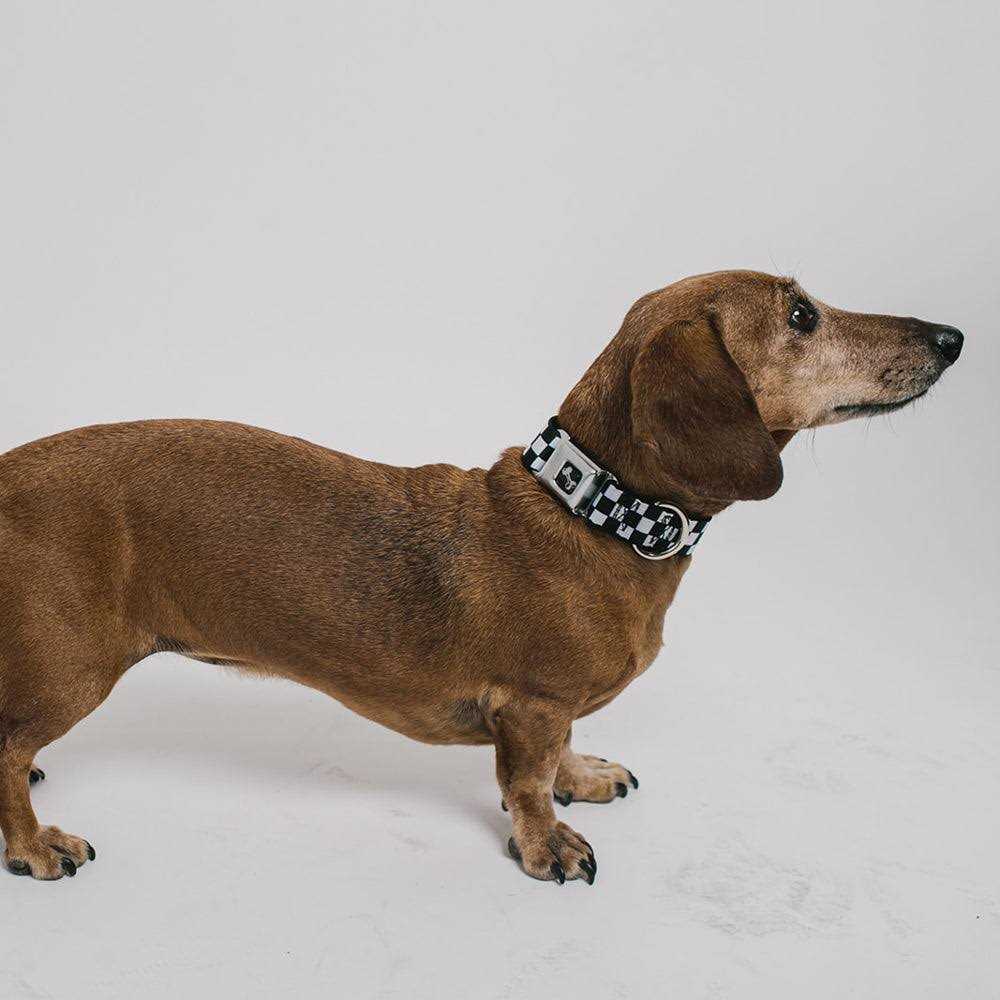 Dog Collar Seatbelt Buckle Y962316